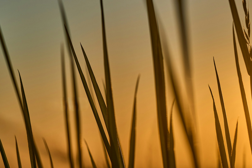 Grass texture after text removal